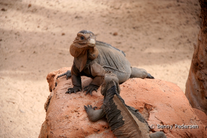 Leguan  (2).jpg - Leguan (Iguanidae)